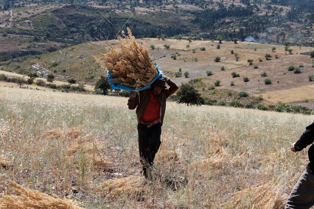 Quinoa Harvest 2026: What We’re Seeing in Peru & Bolivia