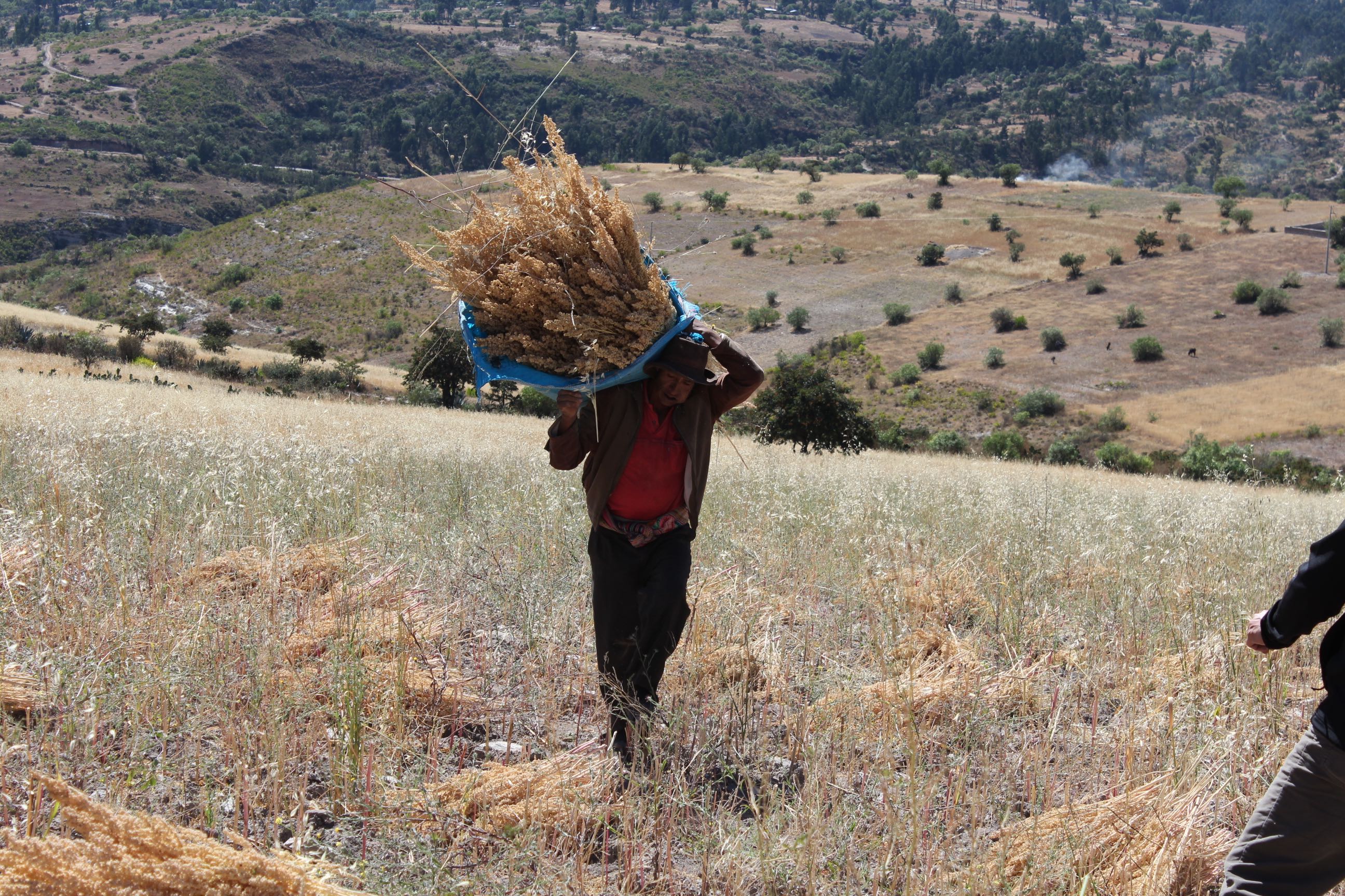 Quinoa Harvest 2026: What We’re Seeing in Peru & Bolivia