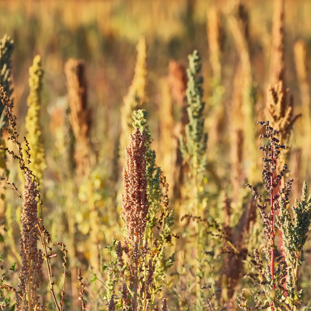 Quinoa