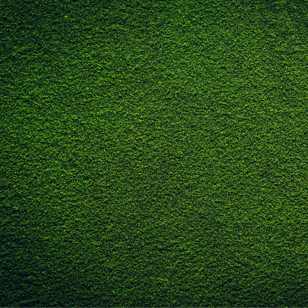 Chlorella Powder
