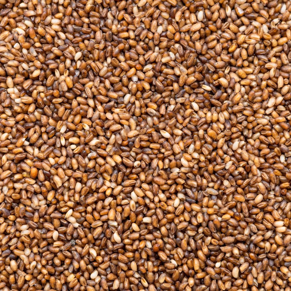 Brown Teff Seeds